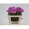 COSMOS BIPINNATUS PINK
