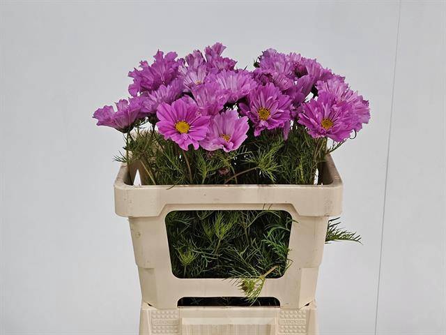 <h4>COSMOS BIPINNATUS PINK</h4>
