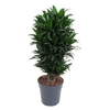 Dracaena Compacta