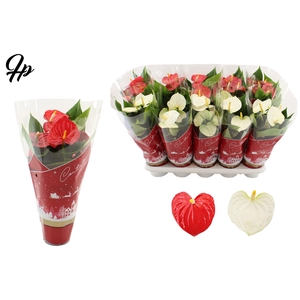 Anthurium red&white mix in Couture Christmas sleeve