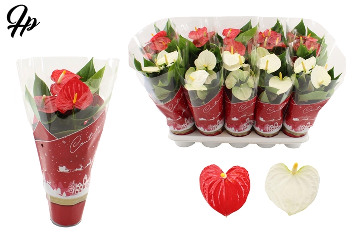 <h4>Anthurium red&white mix in Couture Christmas sleeve</h4>