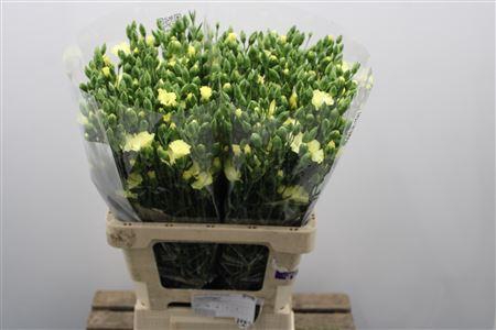 <h4>Dianthus Sp "solandis Blondfly</h4>