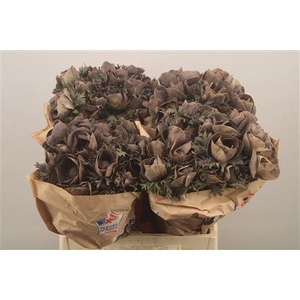 Anemone Powder Marron