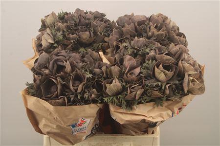 <h4>Anemone Powder Marron</h4>