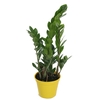 ZAMIOCULCAS PREMIUM P17 PREMIUM