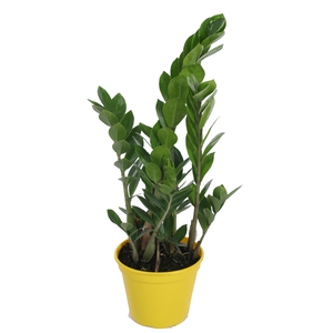 ZAMIOCULCAS P17