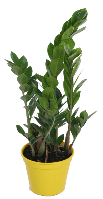<h4>ZAMIOCULCAS P17</h4>