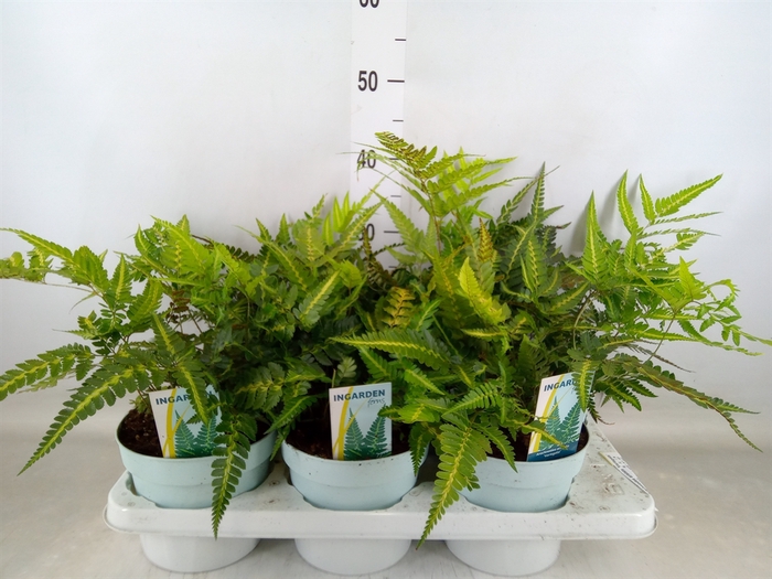 <h4>Arachniodes aristata 'Variegata'</h4>