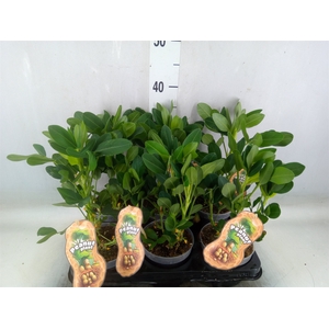 Arachis hypogaea