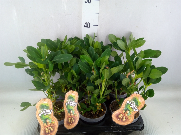 ARACHIS HYPOGAEA N&S PINDA PLANT
