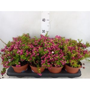 Gaultheria   ...rose berry