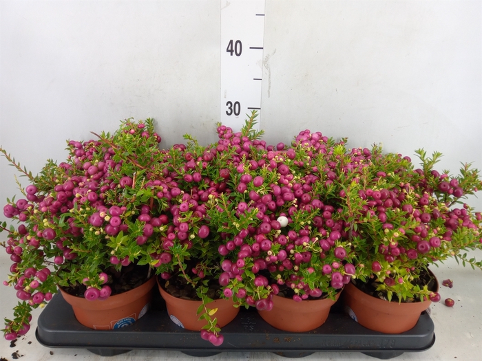 <h4>Gaultheria   ...rose berry</h4>