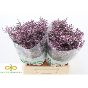 Limonium Safora Lilac