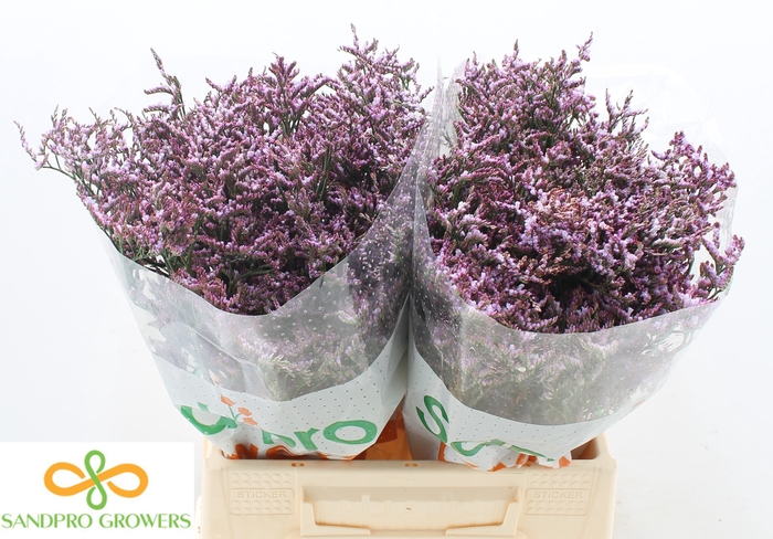 Limonium Safora Lilac