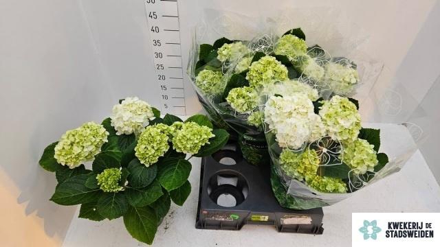 arr8 Hydr M Merlin White