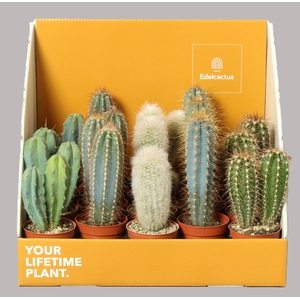 CACTUS OV