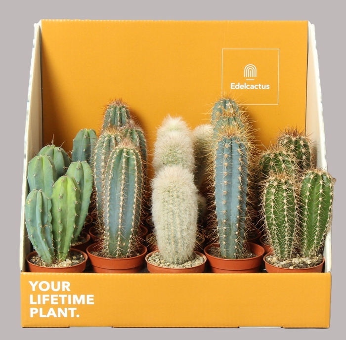 <h4>CACTUS OV</h4>