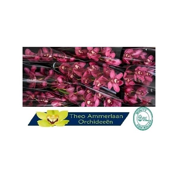 <h4>Red Dream 60</h4>