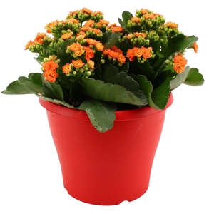Hello Summer Kalanchoe Blossfeldiana in 19 cm Terras pot Rood