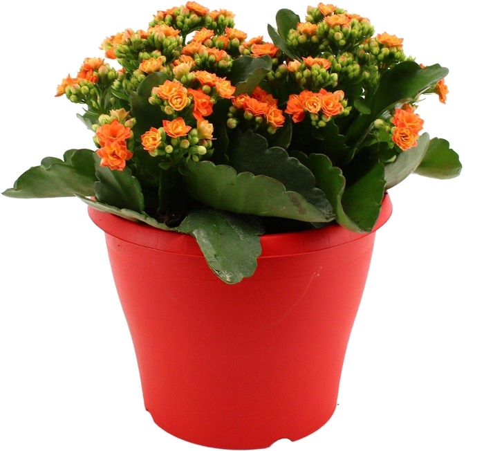 <h4>Hello Summer Kalanchoe Blossfeldiana in 19 cm Terras pot Rood</h4>