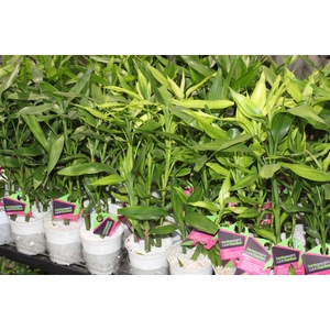 DRACENA LUCKY BAMBOO P12