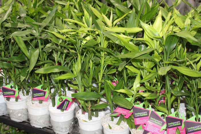<h4>DRACENA LUCKY BAMBOO P12</h4>