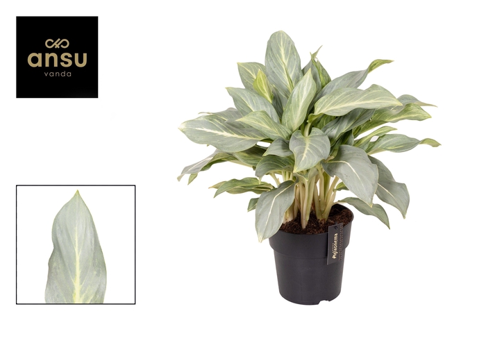 <h4>Aglaonema Aqua Green</h4>
