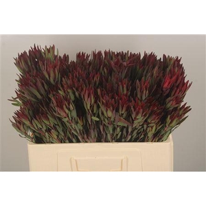 Leucad Sal Blush Spray