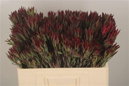 <h4>Leucad Sal Blush Spray</h4>