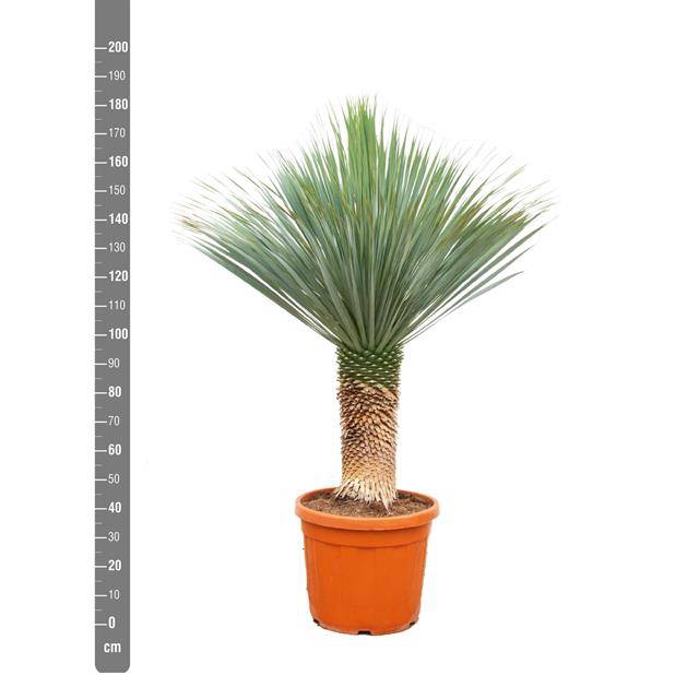 <h4>YUCCA ROSTRATA P55 150CM</h4>
