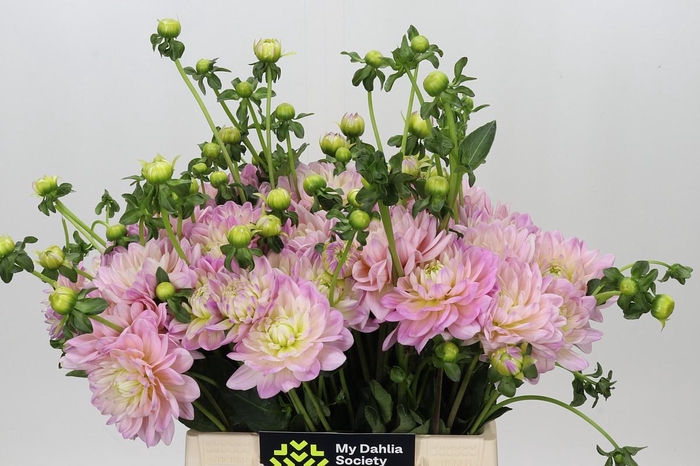 <h4>Dahlia Dianas Memory</h4>