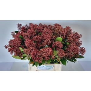 Skimmia Rubella Kuijpers