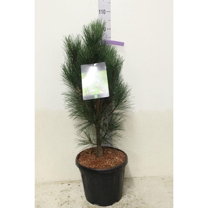 Pinus nigra 'Pyramidalis' P32 potgekweekt