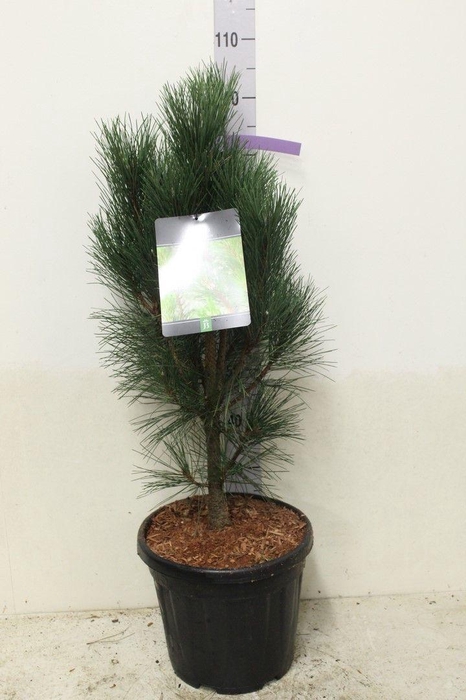 <h4>Pinus nigra 'Pyramidalis' P32 potgekweekt</h4>