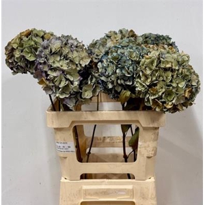 DROOG HYDRANGEA PIMP