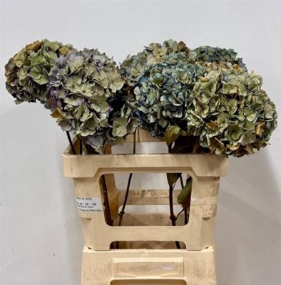 <h4>DROOG HYDRANGEA PIMP</h4>