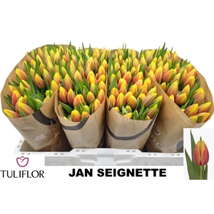 TU EN JAN SEIGNETTE