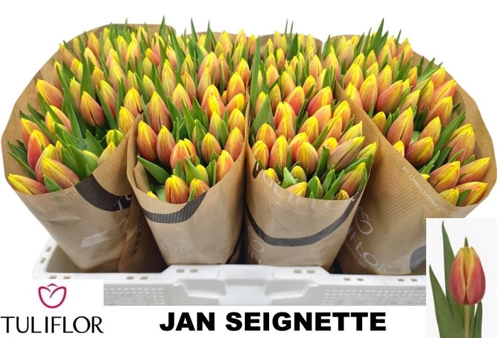 <h4>TU EN JAN SEIGNETTE</h4>