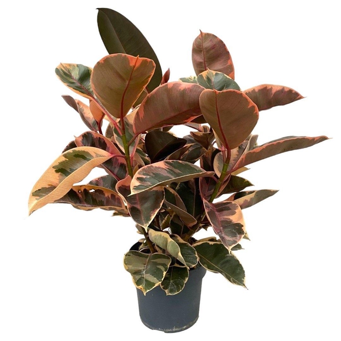 <h4>FIC EL BELIZE</h4>