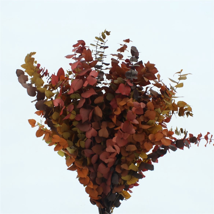 <h4>Pres Stuartiana Autumn Mix</h4>