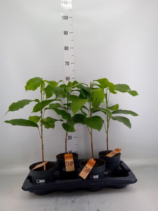 <h4>Planten  ..mix</h4>