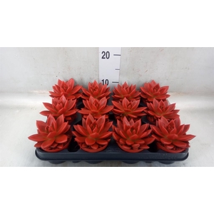 Echeveria  'Miranda'