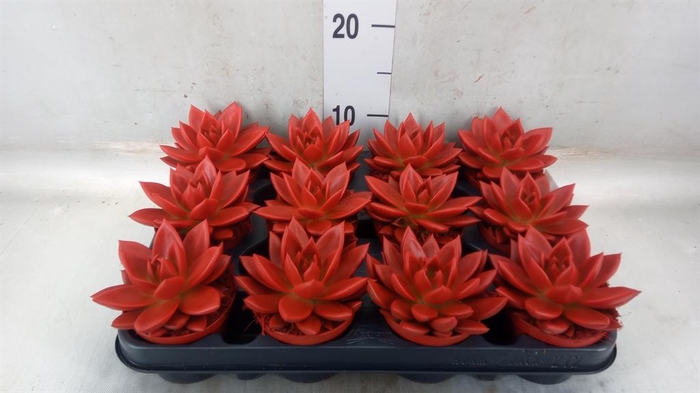 <h4>Echeveria  'Miranda'</h4>