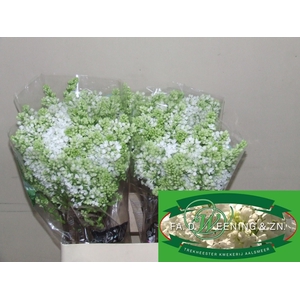 SYR V MME FL STEPMAN