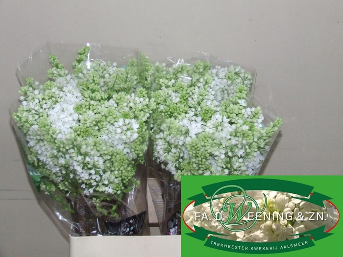 <h4>SYR V MME FL STEPMAN</h4>