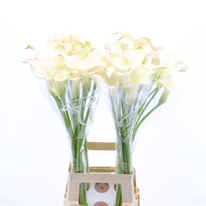 Calla Blushing Lady