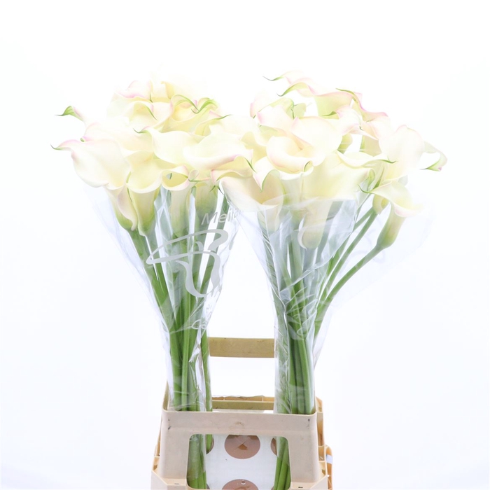 <h4>Calla Blushing Lady</h4>