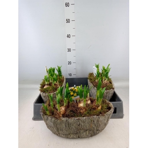 Arr.  Narcissus Tete Tete L%