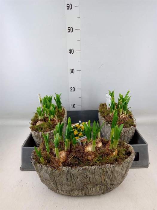 <h4>Arr. Narcissus Tete Tete L%</h4>