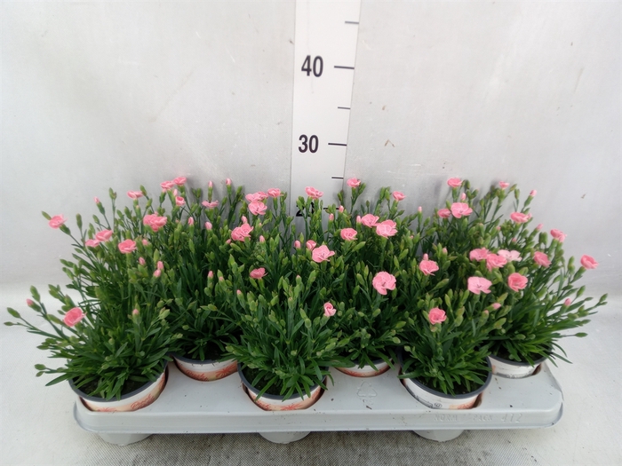 <h4>Dianthus  'I Love U'</h4>